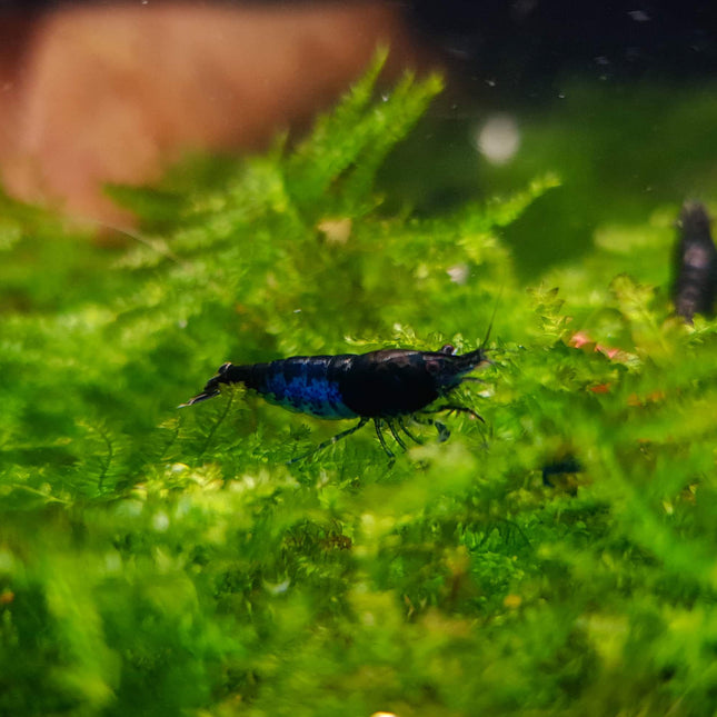 Blue diamond shrimp 1-1.5cm