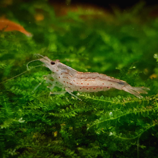 Yamato shrimp 2.5cm