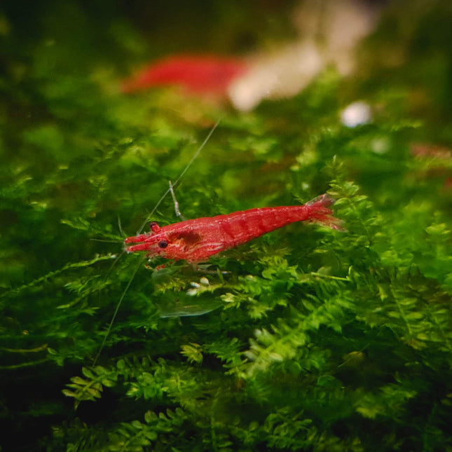 Cherry shrimp 1-1.5cm