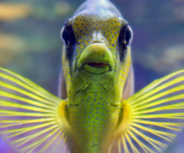 What is the Friendliest Fish for an Aquarium? – Fishlist by Desmond Lim
