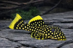 Why Your Aquarium Needs a Pleco: Diet, Size, and Care Guide
