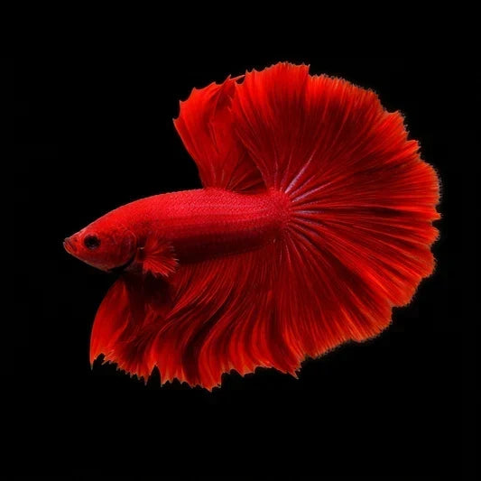 Can Betta Fish Live with Other Fish? Expert Tips for Success