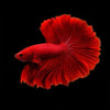 Can Betta Fish Live with Other Fish? Expert Tips for Success