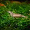 How to Care for Freshwater Aquarium Shrimp for Beginners
