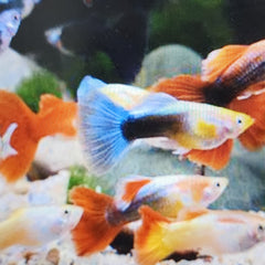 Collection image for: Others