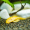Plecos
