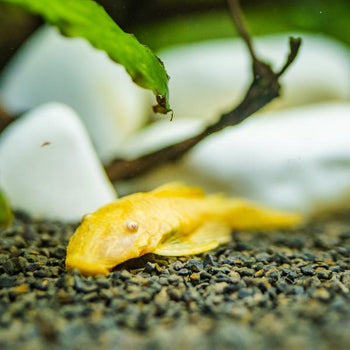 Plecos