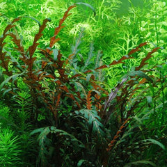 Collection image for: Epiphytes