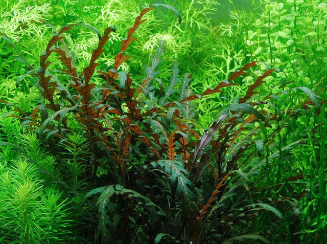 Epiphytes