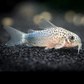 Corydoras/ Catfish