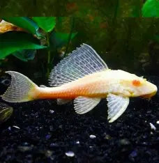 Albino