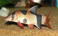 Collection image for: Loaches/ Sharks/Gobies