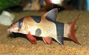 Buy Loaches and Sharks | Online aquarium, freshwater fish – Fishlist by ...