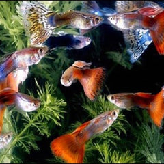 Collection image for: Livebearers