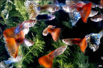 Livebearers