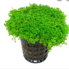 Collection image for: Aquatic Plants