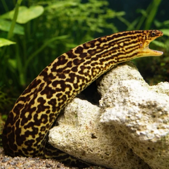 Monster fish/ Oddballs