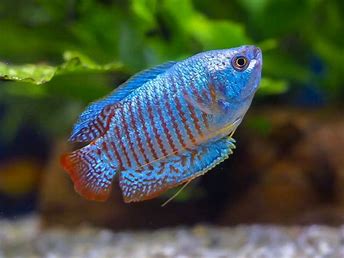 Gouramis/ Barbs/ Cichlids