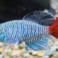Collection image for: Killifish