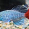 Killifish