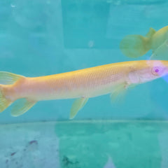 Collection image for: Monster fish/ Oddballs