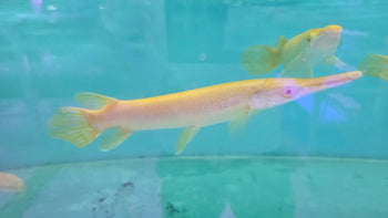 Monster fish/ Oddballs
