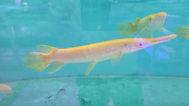 Monster fish/ Oddballs