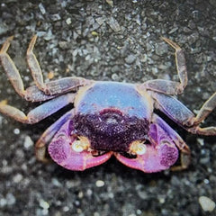 Collection image for: Crustaceans