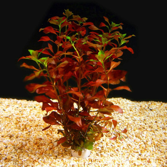 Background Plants