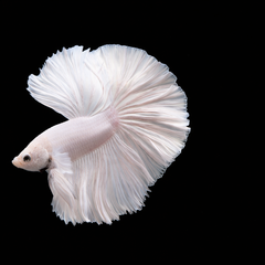 Collection image for: White