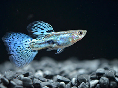 Blue grass Guppy 2.5cm Pair