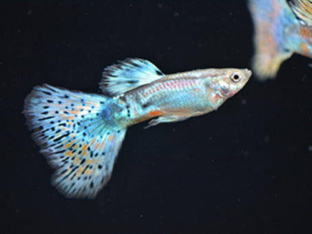 Red grass guppy 2.5cm Pair
