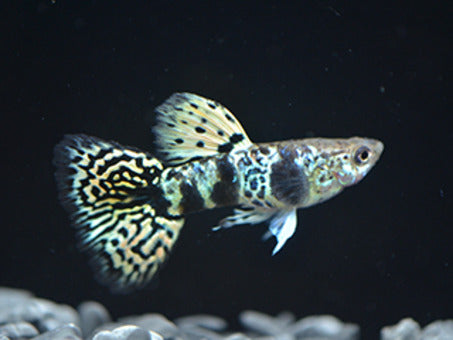Yellow king tiger guppy pair 2.5cm