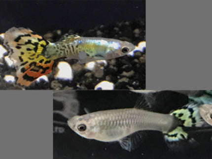 Platinum Yellow Tiger guppy pair 2.5cm