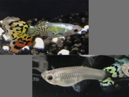 Platinum Yellow Tiger guppy pair 2.5cm