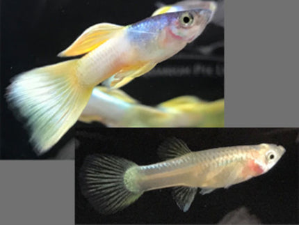 Metal yellow Pingu guppy pair 2.5cm