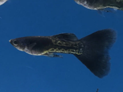 Metal Snakeskin Black Lace guppy Pair 2.5cm