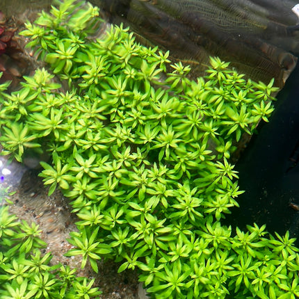 Vibrant Limnophila Sp. 'Vietnam' Aquarium Plant - Lush Green Ground Cover