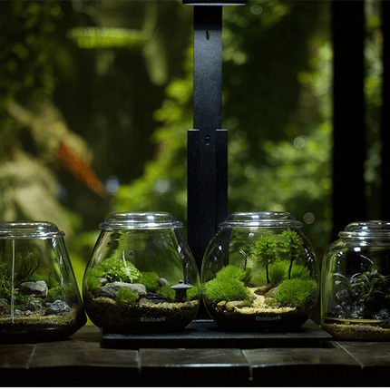 BIOLOARK Mini Bubble Cup Series (One/ Three Cup) - (Landscape Creation)