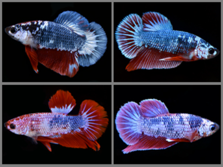 Betta Hellboy Plakat 4cm
