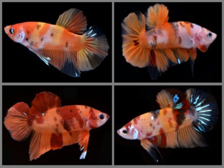 Betta male plakat candy 4cm