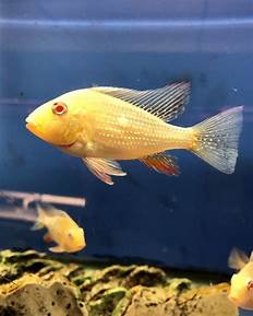 Albino Heckeli Eartheater 5cm , 8cm