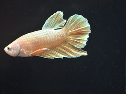 Betta male Plakat Gold Dragon 4cm