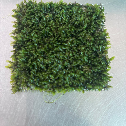 Premium Mini Fissiden Mesh Aquatic Moss for Nano Aquariums & Aquascaping