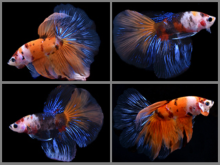 Betta male halfmoon Koi 5cm