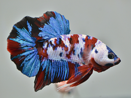 Betta male HMPK koi 4cm