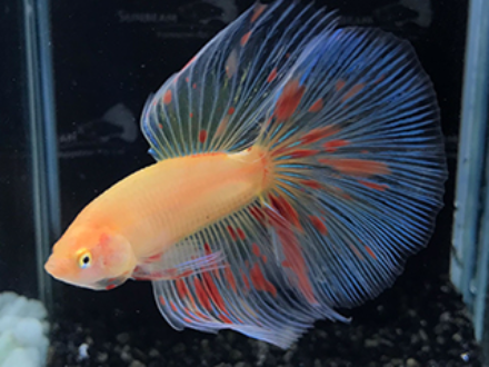 Betta male vanda halfmoon 5cm