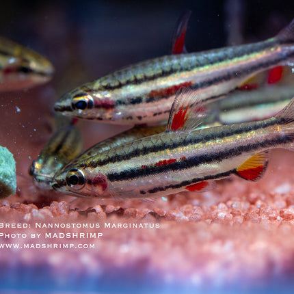 MADFU Nutrient-Rich Sinking Bottom Feeder Tabs for Fish & Shrimp