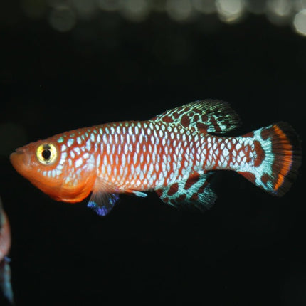 JBL ProNovo Killifish Grano S: Premium Color-Enhancing Granulated Fish Food