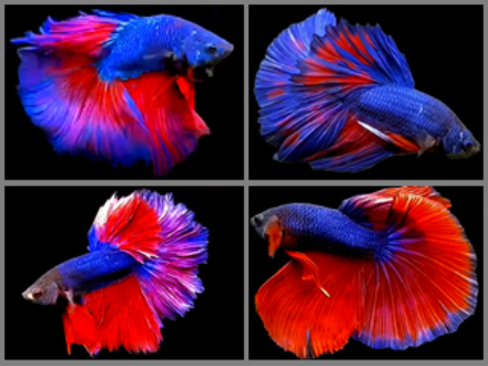 Betta male Halfmoon Red and Blue 5cm